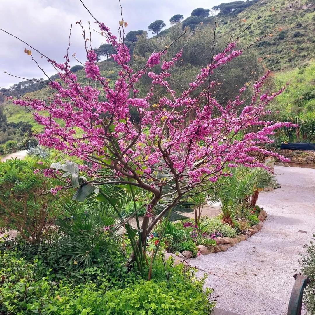 Villetta Dei Fichi D'India Rio dellʼElba Exteriér fotografie